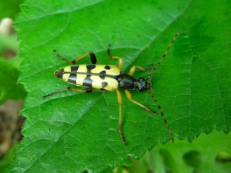 Una gitarella all''Altopiano di Caradeghe (Bs)